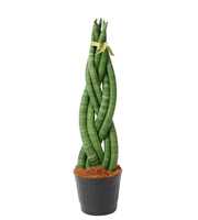 Sansevieria cylindrica 'Twist'