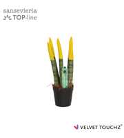 Sansevieria VELVET TOUCHZ® Geel