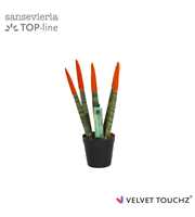 Sansevieria VELVET TOUCHZ® Oranje