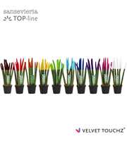 Sansevieria VELVET TOUCHZ® Mix