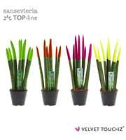 Sansevieria VELVET TOUCHZ® Mix Neon