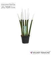 Sansevieria VELVET TOUCHZ® Wit