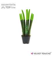 Sansevieria VELVET TOUCHZ® Groen