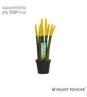 Sansevieria VELVET TOUCHZ® Geel