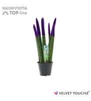 Sansevieria VELVET TOUCHZ® Paars