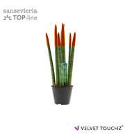 Sansevieria VELVET TOUCHZ® Oranje