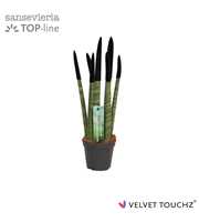 Sansevieria VELVET TOUCHZ® Zwart