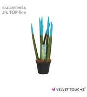 Sansevieria VELVET TOUCHZ® Aqua