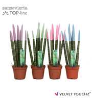 Sansevieria VELVET TOUCHZ® Pastel mix