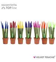 Sansevieria VELVET TOUCHZ® Mix