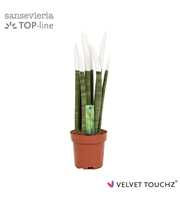 Sansevieria VELVET TOUCHZ® Wit