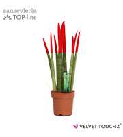 Sansevieria VELVET TOUCHZ® Rood