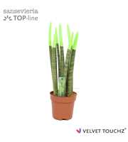 Sansevieria VELVET TOUCHZ® Groen