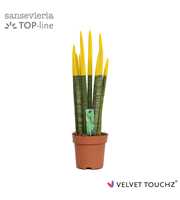 Sansevieria VELVET TOUCHZ® Geel