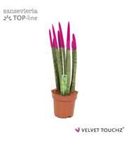 Sansevieria VELVET TOUCHZ® Fuchsia