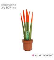 Sansevieria VELVET TOUCHZ® Oranje