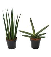 Sansevieria Supermix: Skyline-Mikado