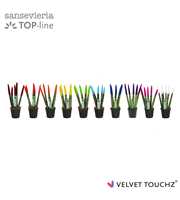 Sansevieria VELVET TOUCHZ® MIX