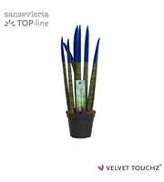 Sansevieria VELVET TOUCHZ® Blauw