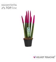 Sansevieria VELVET TOUCHZ® Fuchsia