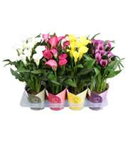 Zantedeschia gemengd SoHappyCalla mix met ton sur 
