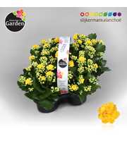 Garden Kalanchoe - Yellow 4-pack