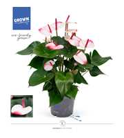 Anthurium - KARMA Hotlips | 17cm