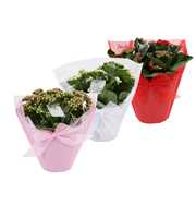 KP-730.3 - Kalanchoe Rosalina in Pastel Gifts pink