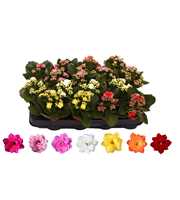 Kalanchoe Rosalina 07cm mix, zonder hoes