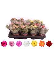 Kalanchoe Rosalina 07cm mix, Blanco hoes