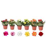 Kalanchoe Rosalina 06cm mix, zonder hoes