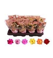 Kalanchoe Rosalina 07cm mix, zonder wit