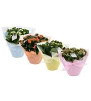 KP-730.4 - Kalanchoe Rosalina in Pastel Gifts paas