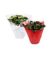 KP-730.2 - Kalanchoe Rosalina rd/wt 15cm Gifts met