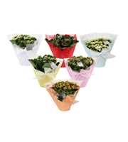 KP-730.1 -Kalanchoe Rosalina in Pastel Gifts