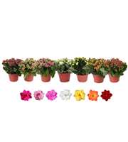 Kalanchoe Rosalina 15cm mix, zonder hoes