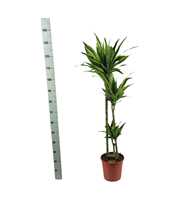 Dracaena lemon lime 'Jumbo' 90-60-30 140