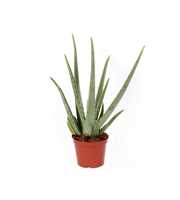 Aloe vera 17 cm