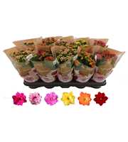 Kalanchoe Rosalina 12cm mix, zonder wit