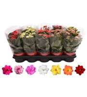 Kalanchoe Rosalina 12cm mix, blanco hoes