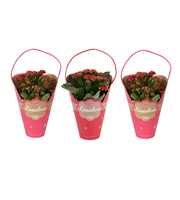 KP-740.3 - Kalanchoe Rosalina Gifts 12cm - Lovemix