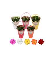 KP-740.1 -Kalanchoe Rosalina Gifts