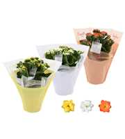 KP-729.4 - Kalanchoe Rosalina in pastel gifts paas