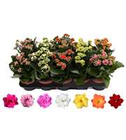 Kalanchoe Rosalina 12cm mix, zonder hoes