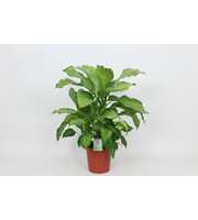 Purify Dieffenbachia Ivory Green 24 cm