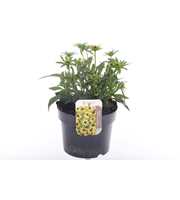 Rudbeckia fulgida Little Goldstar
