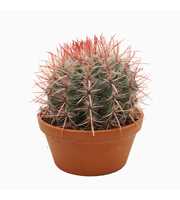 Ferocactus stainesii 23 cm