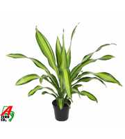 Dracaena Charley kopstek P21