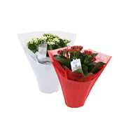 KP-729.2 - Kalanchoe Rosalina rd/wt 12cm Gifts met