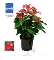 Anthurium - Karma Red | 27cm